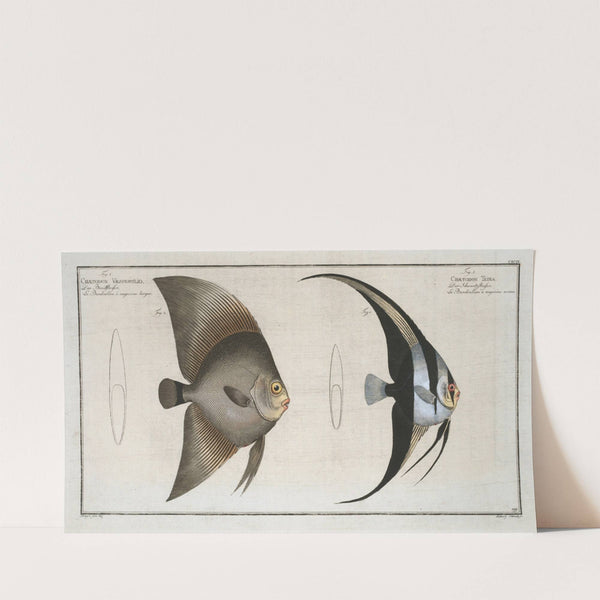 1. Chaetodon Teira; 2. Chaetodon Vespertilio. (1785-1797) by Marcus Elieser Bloch