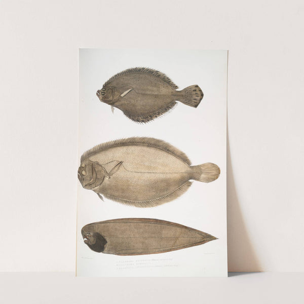 1. Chinese Plaice, Platessa Chinensis; 2. Dr. Russell's Plaice, Platessa Russellii; 3. Short lined Finless Sole, Plagusia abbreviata. China. by John Edward Gray