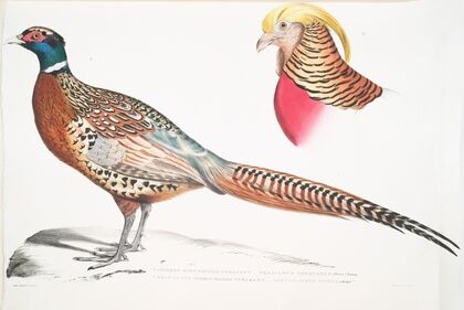 1. Chinese Ring Necked Pheasant, Phasianus torquatus; 2. Head of the Common Golden Pheasant, Chrysolophus pictus.
