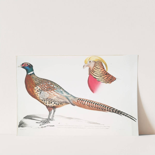 1. Chinese Ring Necked Pheasant, Phasianus torquatus; 2. Head of the Common Golden Pheasant, Chrysolophus pictus. by John Edward Gray