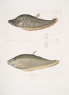 1. Chitala Mystus, Mystus Chitala; 2. Kapirat Mystus, Mystus Kapirat.
