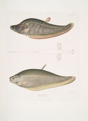 1. Chitala Mystus, Mystus Chitala; 2. Kapirat Mystus, Mystus Kapirat.