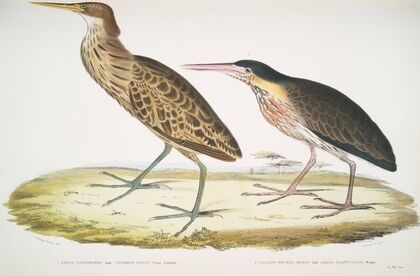 1. Cinnamon Heron, Ardea cinnamonea; 1. Yellow necked Heron, Ardea flavicollis.