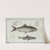 1. Clupea Alosa, The Schad; 2. Clupea Encrasicolus, The Anchovy. by Marcus Elieser Bloch