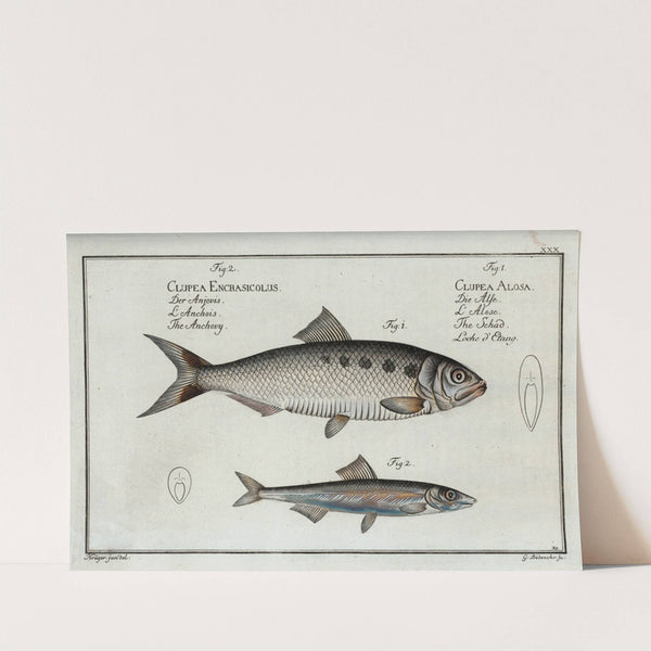 1. Clupea Alosa, The Schad; 2. Clupea Encrasicolus, The Anchovy. by Marcus Elieser Bloch