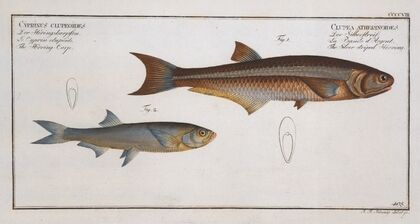 1. Clupea atherinoides, The Silver-striped Herring; 2. Cyprinus clupeoides, The Herring-Carp.