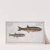 1. Clupea atherinoides, The Silver-striped Herring; 2. Cyprinus clupeoides, The Herring-Carp. (1785-1797) by Marcus Elieser Bloch