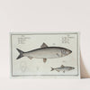 1. Clupea Harengus, The Herring; 2. Clupea Sprattus, The Sprat. by Marcus Elieser Bloch