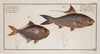 1. Clupea Nasus, The Nose-Herring; 2. Scomber minutus, The little Mackrel.