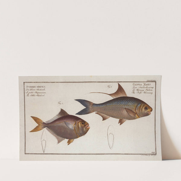 1. Clupea Nasus, The Nose-Herring; 2. Scomber minutus, The little Mackrel. (1785-1797) by Marcus Elieser Bloch