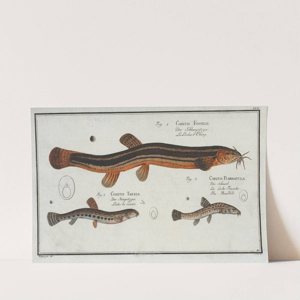 1. Cobitis Fossilis, The Muddy-Loach; 2. Cobitis Taenia, The Ribban-Loach; 3. Cobitis Bartula, The Bearded-Loach. by Marcus Elieser Bloch