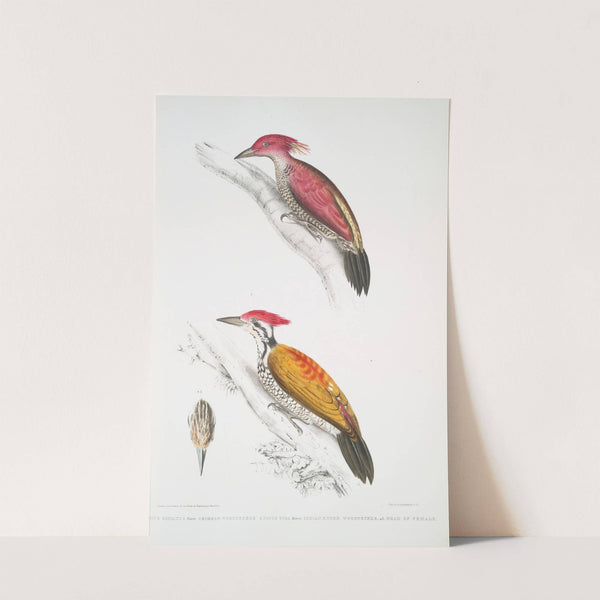 1. Crimson Woodpecker, Picus mineatus; 2. Indian three-toed Woodpecker, Picus Tiga; 3. A head of Female. by John Edward Gray