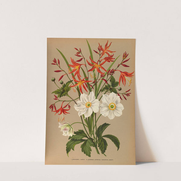 1.Crocosmia Aurea. 2.Anemone Japonica. Honorine Jobert. (1872-1881) by Arentina Hendrica Arendsen