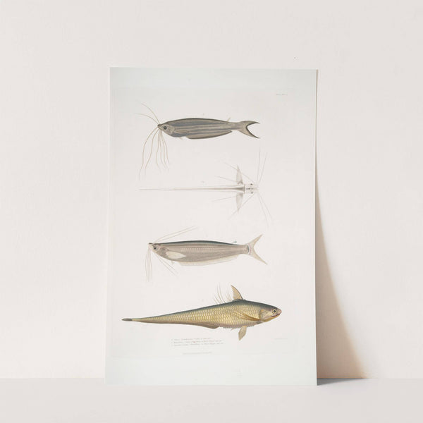 1. Cuvier's Acanthonotus, Silurus (Acanthonotus) Cuvieri; 2. Bengal Ailia, Malapterus (Ailia) Bengalensis by John Edward Gray