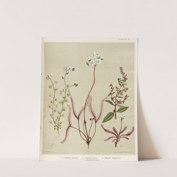 1. - Drosera arcturi. 2. - Drosera binata. 3. - Drosera auriculata. 4. - Halaragis altata. Plate 33 by Sarah Featon