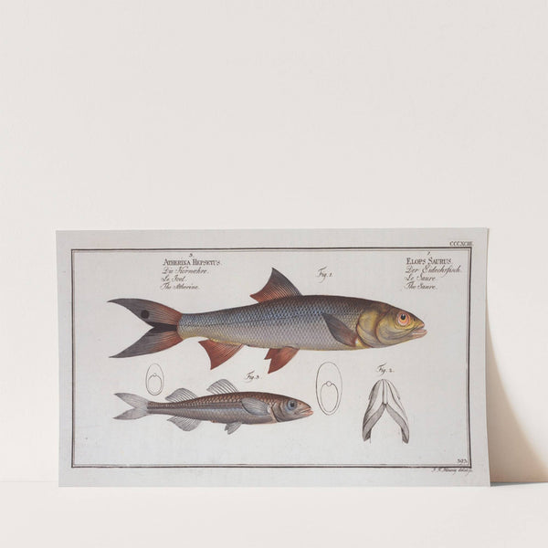 1. Elops Saurus, The Saure; 3. Atherina Hepsetus, The Atherine. (1785-1797) by Marcus Elieser Bloch