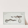 1. Embrio Squali, An Embryo of a Shark; 2. Ammodytes Tobianus, The Launce. (1785-1797) by Marcus Elieser Bloch