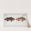 1. Epinephelus marginalis, The bordered Wall-eye; 2. Epinephelus bruneus, The brown Wall-eye. (1785-1797) by Marcus Elieser Bloch