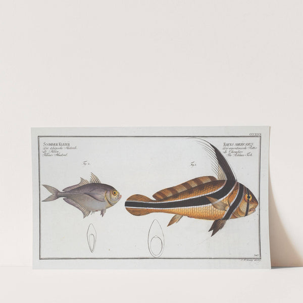 1. Eques americanus, The Ribban-Fish; 2. Scomber Kleinii, Klein’s Mackrel. (1785-1797) by Marcus Elieser Bloch
