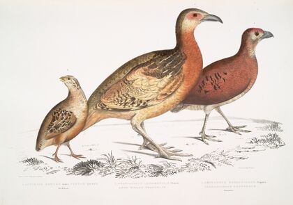 1. Ferrugineous Cryptonyx, Cryptonyx ferrugineus; 2. Long Billed Francolin, Francolinus longinostris