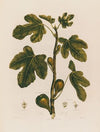 1. Ficus. The Fig. (1799–1810)