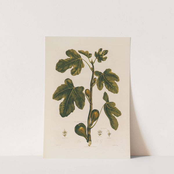 1. Ficus. The Fig. (1799–1810) by Robert John Thornton