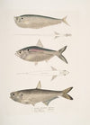 1. Finless Ramcarata, Apterygia Ramacarata; 2. Chapra Shad, Alosa Chapra; 3. Dr. Hamilton’s Long Jawed Herring, Thrissa Hamiltonii.