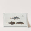 1. Gadus Minutus, The Poor; 2. 3. Gadus Tau, The Toald-Fish. (1785-1797) by Marcus Elieser Bloch