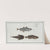 1. Gadus Minutus, The Poor; 2. 3. Gadus Tau, The Toald-Fish. (1785-1797) by Marcus Elieser Bloch
