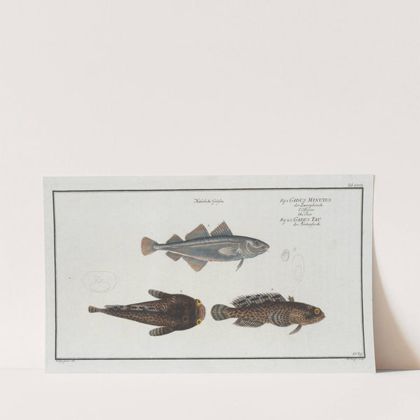 1. Gadus Minutus, The Poor; 2. 3. Gadus Tau, The Toald-Fish. (1785-1797) by Marcus Elieser Bloch