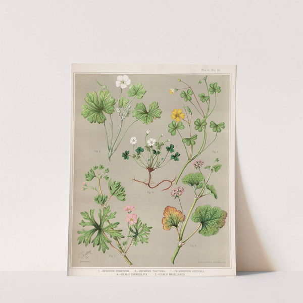 1. - Geranium dissectum. 2. - Geranium traversii. 3. - Pelargonium australe. 4. - Oxalis corniculata. 5. - Oxalis magellanica. Plate 16 by Sarah Featon