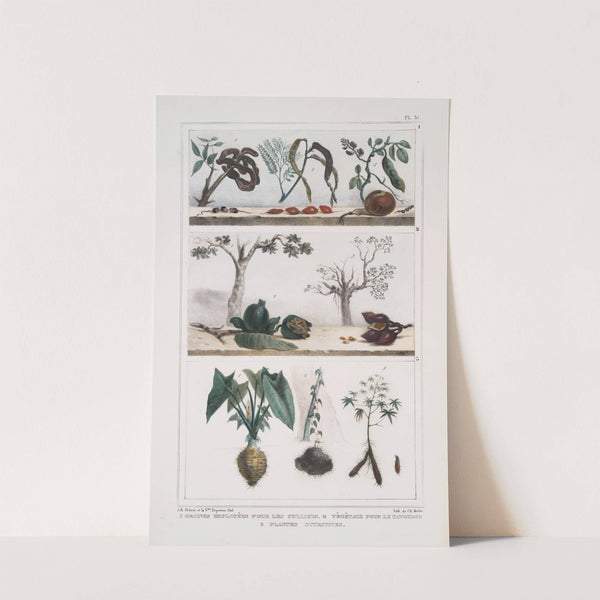 1. Graines employées pour les colliers; 2. Végétaux pour le tatouage; 3. Plantes nutritives (1834 - 1839) by Jean Baptiste Debret