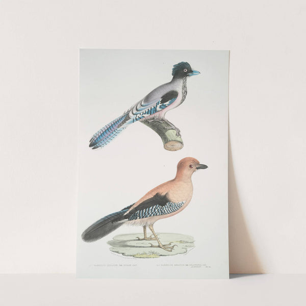 1. Gular Jay, Garrulus gularis; 2. Beautiful Jay, Garrulus ornatus. Natural size. by John Edward Gray