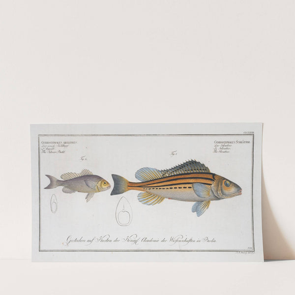 1. Gymnocephalus Schratser, the Schratser; 2. Gymnocephalus argenteus, The Siver-Bald. (1785-1797) by Marcus Elieser Bloch