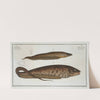 1. Gymnotus brachiurus; 2. Gymnotus Carapo. (1785-1797) by Marcus Elieser Bloch