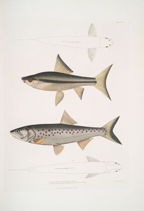 1. Hamilton’s Carp, Cyprinus (Bangana) Hamiltonii. Nat. size ; 2. Goha Carp, Cyprinus (Leuciscus) Goha