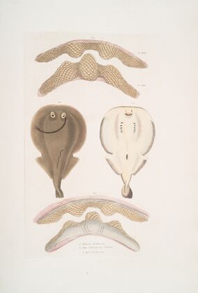 1. Hardwick’s One Finned Torpedo, Temera Hardwickii; 2. Jaws of the Chinese Ray, Rhina ancylostoma