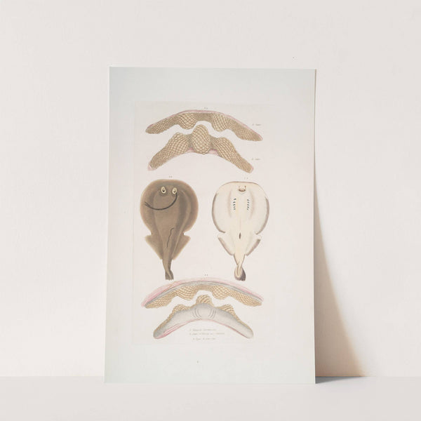 1. Hardwick's One Finned Torpedo, Temera Hardwickii; 2. Jaws of the Chinese Ray, Rhina ancylostoma by John Edward Gray