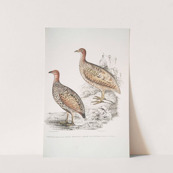 1. Hepburn's Francolin, Perdix Hepburnii; 2. Perdix Hepburnii, var. Pallida odypore. by John Edward Gray