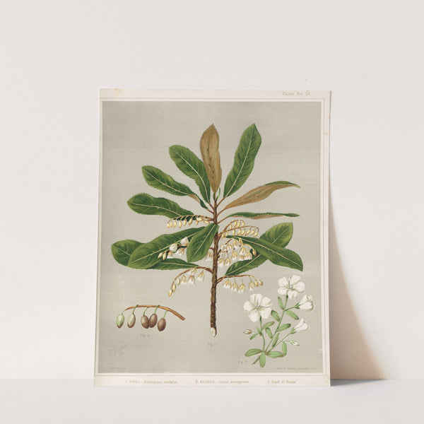 1. Hinau. - Elaeocarpus dentatus. 2. Rauhuia. - Linum monogynum. 3. Fruit of Hinau. Plate 15 by Sarah Featon