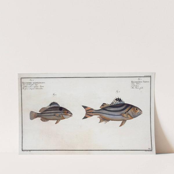 1. Holocentrus Servus, The Slave-fish; 2. Holocentrus quadrilineatus, The four-striped Holocentre. (1785-1797) by Marcus Elieser Bloch