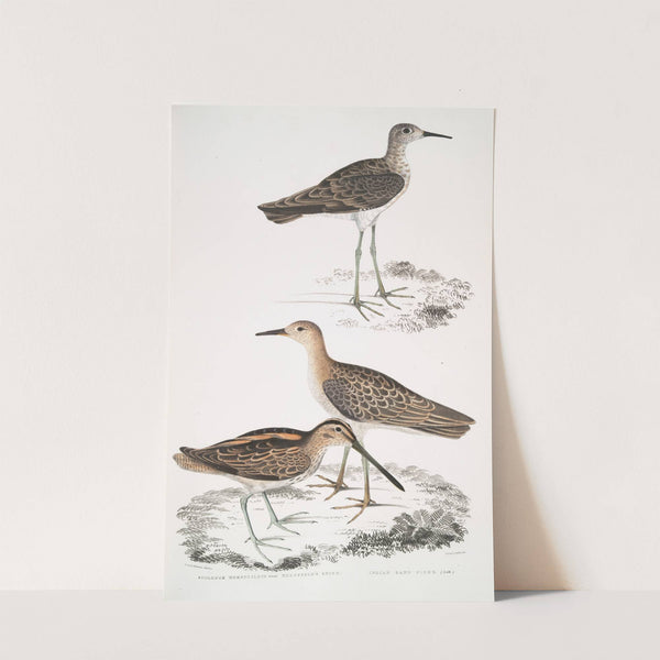 1. Horsfield's Snipe, Scolopax Horsfieldii; 2. Indian Sandpiper. by John Edward Gray