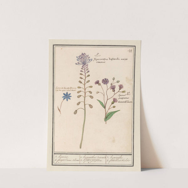 1. hyacinthus dioscoridis. Major comosus (1596-1610) by Anselmus Boëtius de Boodt