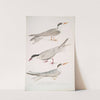 1. Javan Tern, Sterna Javanica; 2. Allied Tern, Sterna similis; 3. Brown Bellied Tern, Sterna acuticauda. by John Edward Gray
