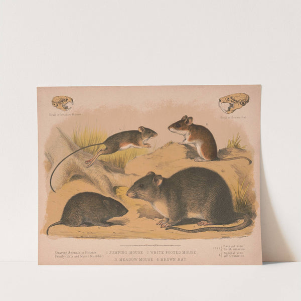 1. Jumping mouse. 2. White footed mouse. 3. Meadow mouse. 4. Brown rat (1874) by Louis Prang & Co.