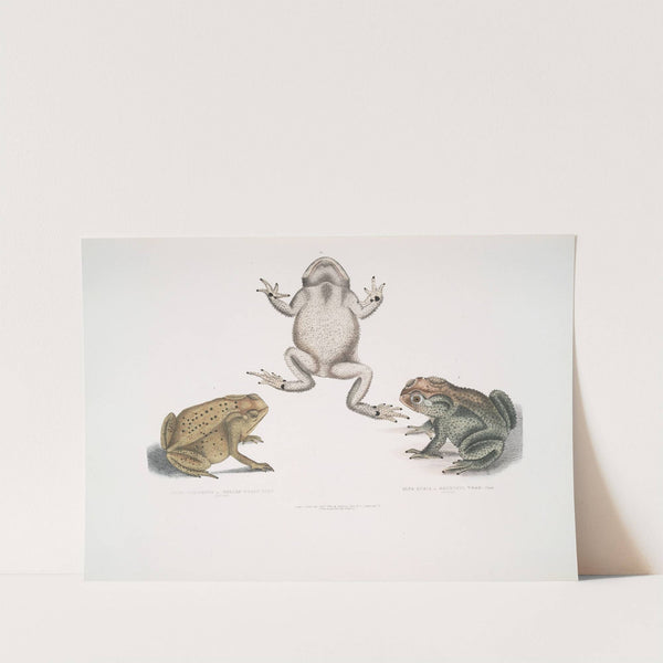 1. Keeled Nosed Toad, Bufo carinatus; 2, 2a. Doubtful Toad, Bufo dubius. Bengal. by John Edward Gray