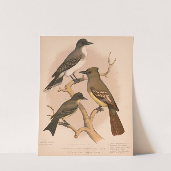 1. King bird. 2. Great crested flycatcher. 3. Pewee flycatcher or phœbe (1874) by Louis Prang & Co.