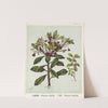 1. Kowhiwhi. - Pittosporum tenuifolium 2. Karo. - Pittosporum crassifolium. Plate 8 by Sarah Featon