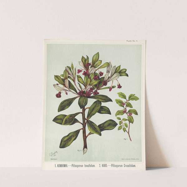 1. Kowhiwhi. - Pittosporum tenuifolium 2. Karo. - Pittosporum crassifolium. Plate 8 by Sarah Featon