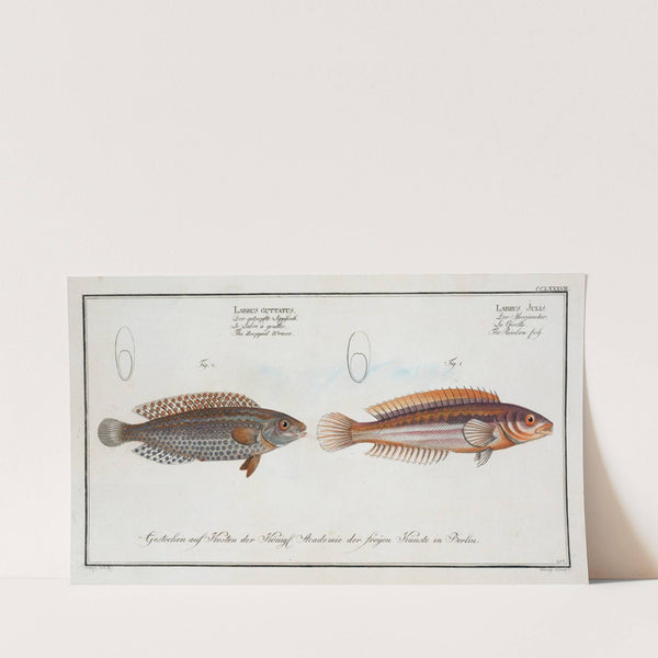 1. Labrus Julis, The Rainbow-fish; 2. Labrus Guttatus, The dropped Wrasse. (1785-1797) by Marcus Elieser Bloch